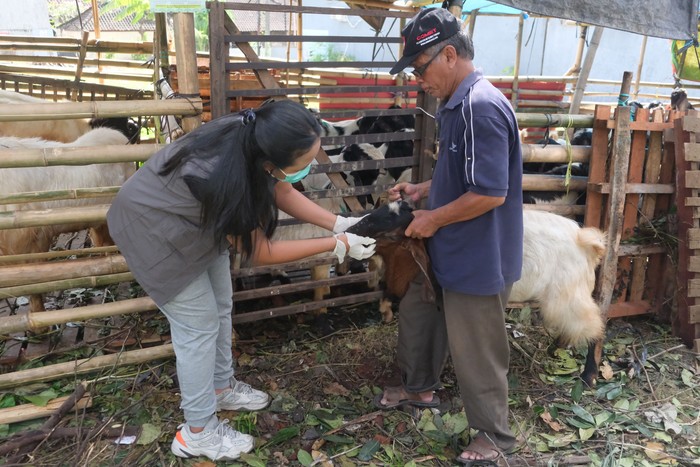 Anggota tim dokter hewan dari Dinas Pertanian Kota Denpasar memeriksa kesehatan seekor kambing di Denpasar, Bali, Selasa (3/6/2025). Pemeriksaan kesehatan hewan kurban yang digelar setiap tahun jelang Idul Adha tersebut untuk memastikan hewan yang diperjualbelikan dalam kondisi sehat dan memenuhi kriteria kurban. ANTARA FOTO/Nyoman Hendra Wibowo/tom.
