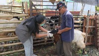 Pemeriksaan kesehatan hewan kurban yang digelar setiap tahun jelang Idul Adha tersebut untuk memastikan hewan yang diperjualbelikan dalam kondisi sehat dan memenuhi kriteria kurban. ANTARA FOTO/Nyoman Hendra Wibowo