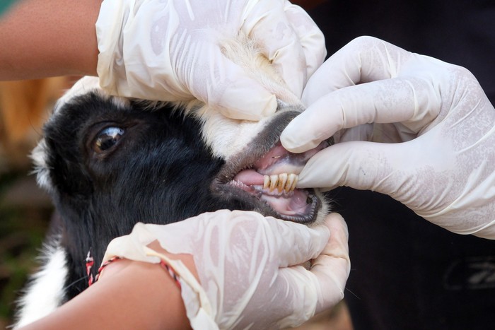 Pemeriksaan kesehatan hewan kurban di Denpasar Tim dokter hewan dari Dinas Pertanian Kota Denpasar memeriksa kesehatan seekor kambing di Denpasar, Bali, Selasa (3/6/2025). Pemeriksaan kesehatan hewan kurban yang digelar setiap tahun jelang Idul Adha tersebut untuk memastikan hewan yang diperjualbelikan dalam kondisi sehat dan memenuhi kriteria kurban. ANTARA FOTO/Nyoman Hendra Wibowo/tom.