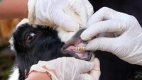 Tim dokter hewan dari Dinas Pertanian Kota Denpasar memeriksa kesehatan seekor kambing di Denpasar, Bali, Selasa (3/6). ANTARA FOTO/Nyoman Hendra Wibowo