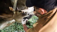 Petugas kesehatan hewan Dinas Kelautan Perikanan Pertanian dan Pangan (DKPPP) memeriksa mulut Sapi yang disiapkan untuk hewan kurban di Desa Jeulikat, Lhokseumawe, Aceh, Selasa (3/6). ANTARA FOTO/Rahmad