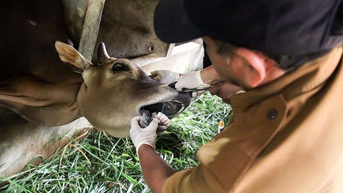PMK Muncul Lagi di Bantul, 14 Sapi Terpapar