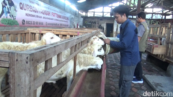 Pemuda Lumajang ini meraup untung ratusan juta rupiah dari ternak domba jelang Idul Adha 2025.