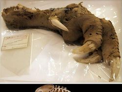 Penemuan Kuno yang Mengubah Sejarah Manusia, Ada Indonesia