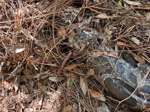 Heboh Kucing Hutan Cabut Kepala Ular Piton Raksasa