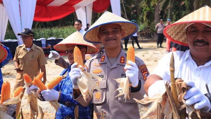 Polres Kampar Riau melaksanakan panen raya jagung.