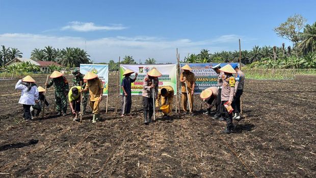 Polres Kampar Riau melaksanakan panen raya jagung.
