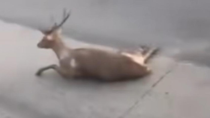 Rusa terluka di tengah Jalan Pantura Semarang-Kendal, Kecamatan Ngaliyan, Kota Semarang, Selasa (3/6/2025).