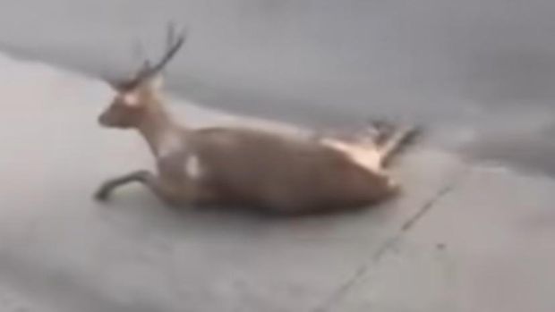 Rusa terluka di tengah Jalan Pantura Semarang-Kendal, Kecamatan Ngaliyan, Kota Semarang, Selasa (3/6/2025).