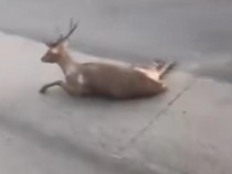 Heboh Rusa Terkapar di Tengah Jalan Pantura Semarang