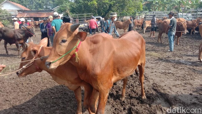Sapi di pasar hewan Bangkalan