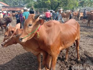 Jelang Idul Adha, Harga Sapi di Pasar Langkap Bangkalan Justru Anjlok
