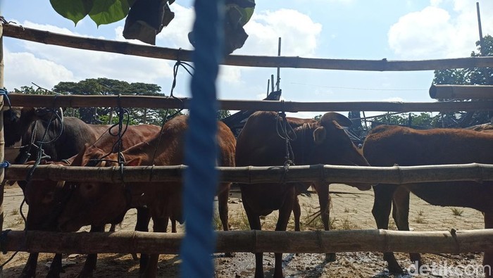 Sapi dinyatakan sehat di Pasar Hewan Kota Blitar