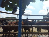 Sidak Pasar Hewan Blitar Temukan Sapi LSD hingga Kambing Cacingan