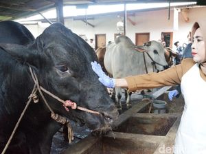 Sapi 1,08 Ton dari Presiden Prabowo Diserahkan untuk Warga Sidoarjo