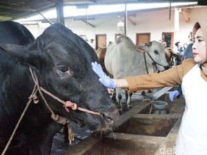 Sapi 1,08 Ton dari Presiden Prabowo Diserahkan untuk Warga Sidoarjo