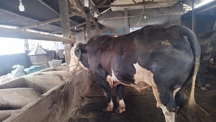 Sapi kurban Presiden Prabowo yang dibeli dari peternak Lamongan