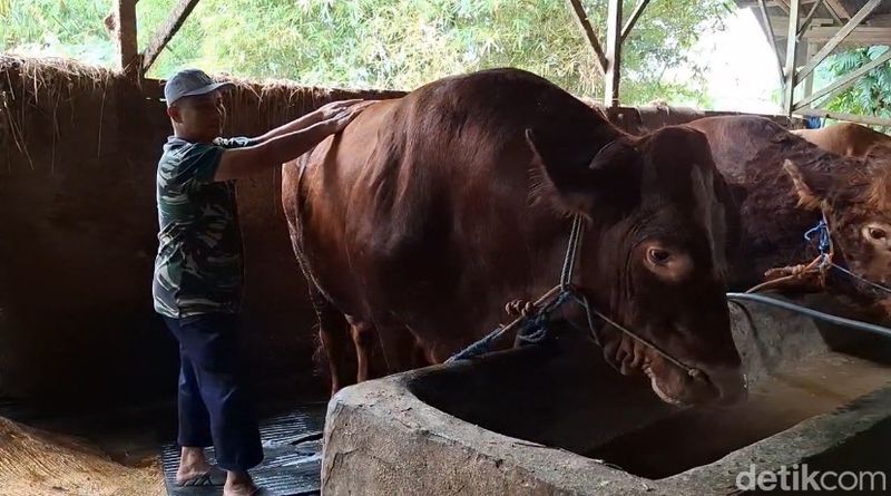 Sapi limosin yang jadi hewan kurban Prabowo di Sukabumi