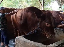 Sapi Limosin 1,2 Ton Milik Nurdin Dipilih Jadi Hewan Kurban Prabowo