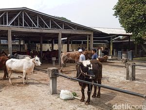 Jerit Penjual Hewan Kurban di Sumedang Hadapi Sepinya Pembeli