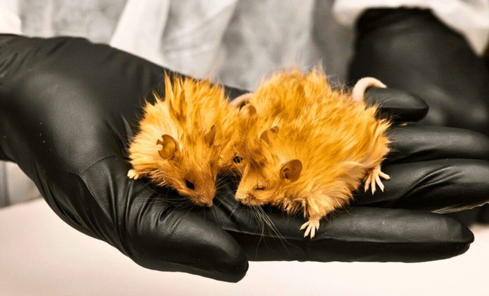 Tikus mutan