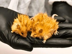 Demi Hidupkan Mammoth yang Punah, Ilmuwan Bikin Tikus Berbulu Lebat