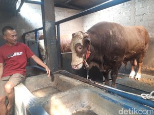 Sodron Jadi Sapi Kurban Presiden Prabowo di Boyolali, Berbobot 1 ton