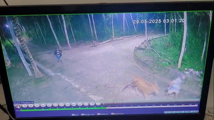 Aksi pencuri sapi di Sampang terekam CCTV