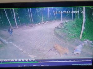 Terekam CCTV Aksi Tenang 2 Pencuri Sapi di Sampang