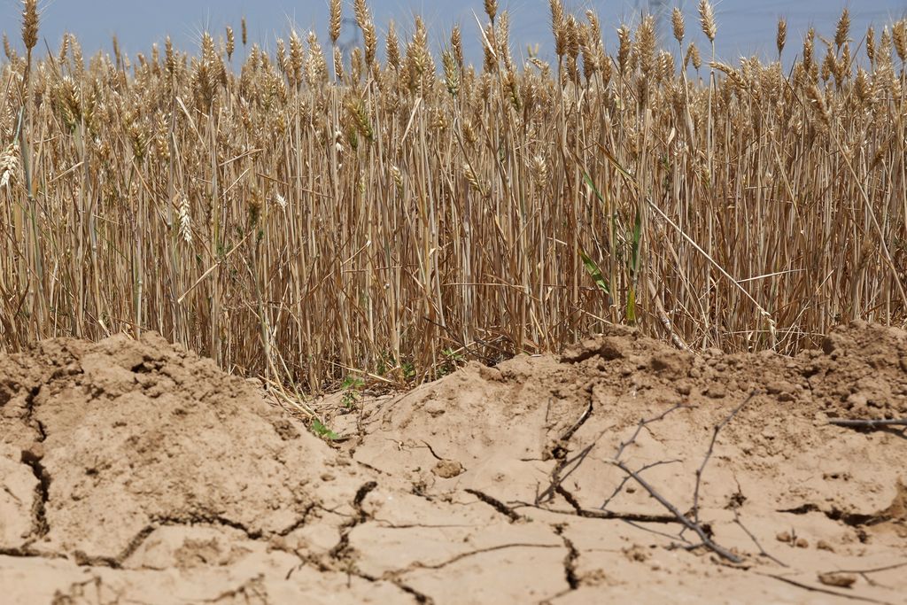ASIA-WEATHER/CHINA-WHEAT Wheat plants stand next to cracked soil on a field at the drought-hit Qian county in Xianyang, Shaanxi province, China May 29, 2025. REUTERS/Florence Lo