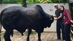 Duh! Kaki Fairuz A Rafiq Memar Terinjak Sapi 1,2 Ton