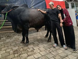 Duh! Kaki Fairuz A Rafiq Memar Terinjak Sapi 1,2 Ton