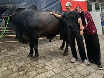 Duh! Kaki Fairuz A Rafiq Memar Terinjak Sapi 1,2 Ton