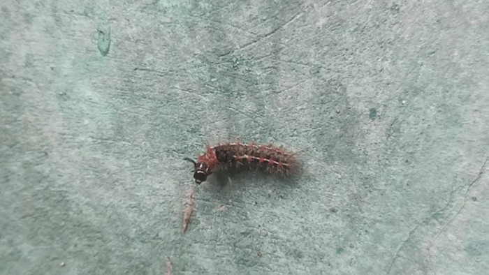 Ada Ulat Bulu di Rumah Nggak Perlu Panik, Begini Cara Basminya