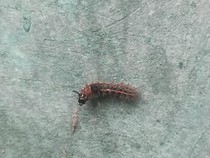 Ada Ulat Bulu di Rumah Nggak Perlu Panik, Begini Cara Basminya