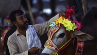 Tradisi unik pada momen Idul Adha juga ada di Pakistan. Di sana, hewan yang akan dikurbankan dirias terlebih dahulu. (AFP)