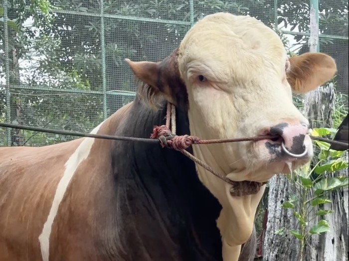 Irfan Hakim Janoko, sapi kurban Irfan Hakim