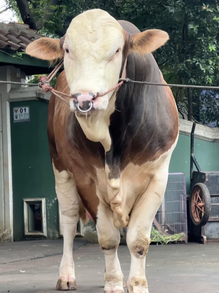Janoko, sapi kurban Irfan Hakim
