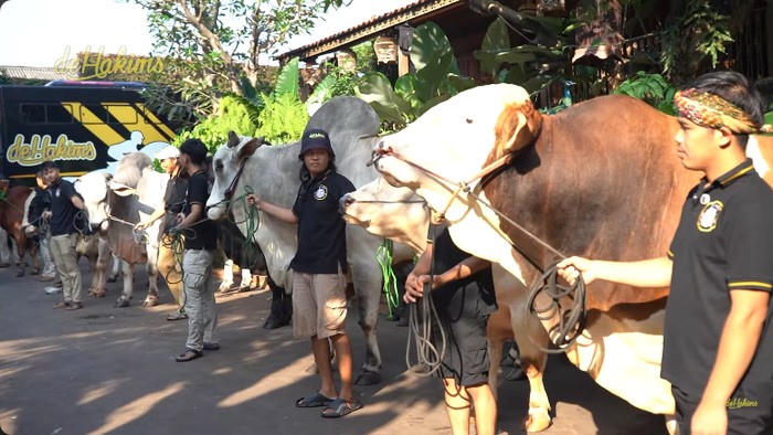Irfan Hakim dan 8 ekor sapi miliknya