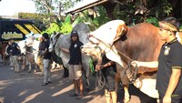 Total akan ada 5 sapi Irfan Hakim yang akan disembelih tahun ini. Banyak netizen yang menanti kabar penyembelihannya, bahkan merasakan terharu. Foto: YouTube deHakims channel