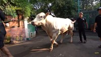 Popeye, sapi terbaru Irfan Hakim dari jenis Belgian Blue ini mencuri perhatian karena bobot tubuhnya. Tahun ini, Popeye belum akan dikurbankan, karena Irfan berniat akan mengawinkannya terlebih dahulu. Foto: YouTube deHakims channel