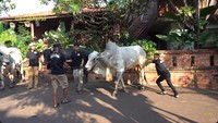 Sapi tunggang lainnya adalah Antasena. Irfan Hakim belum menjadikan Antasena kurban tahun ini, nantinya akan menggantikan Klentang Klentung menjadi sapi tunggang. Foto: YouTube deHakims channel