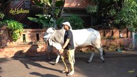 Sapi tunggang bernama Klentang Klentung ini telah menjadi sahabat bagi Irfan Hakim dan keluarga. Ia sering menungganginya keliling kampung. Tahun ini, Klentang Klentung juga terpilih untuk disembelih. Foto: YouTube deHakims channel