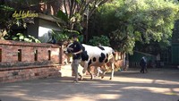 Sapi bercorak hitam putih ini bernama Hermes. Sapi yang ukurannya jumbo ini juga akan dikurbankan oleh Irfan di Bandung. Foto: YouTube deHakims channel