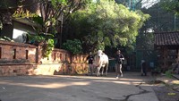 Kalau sapi yang ini bernama Sanjaya. Usianya sudah menginjak 2 tahun, tetapi tahun ini belum dikurbankan oleh Irfan Hakim. Foto: YouTube deHakims channel