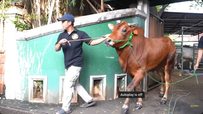 Irfan Hakim dan 8 ekor sapi miliknya