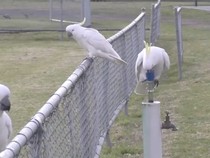 Burung Kakatua di Sydney Punya Perilaku Baru: Antre Minum di Pancuran Air