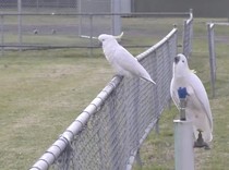 Burung Kakatua Curi Perhatian, Pandai Buka Tempat Sampah, Nyalakan Keran Air