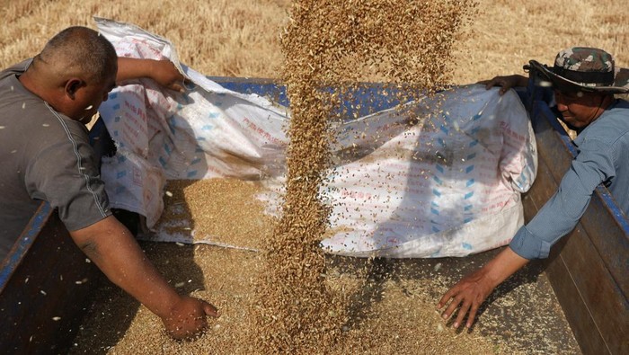 Kekeringan melanda Shaanxi, Tiongkok, tak menyurutkan proses panen gandum.
Petani tetap bekerja demi menjaga pasokan pangan nasional.