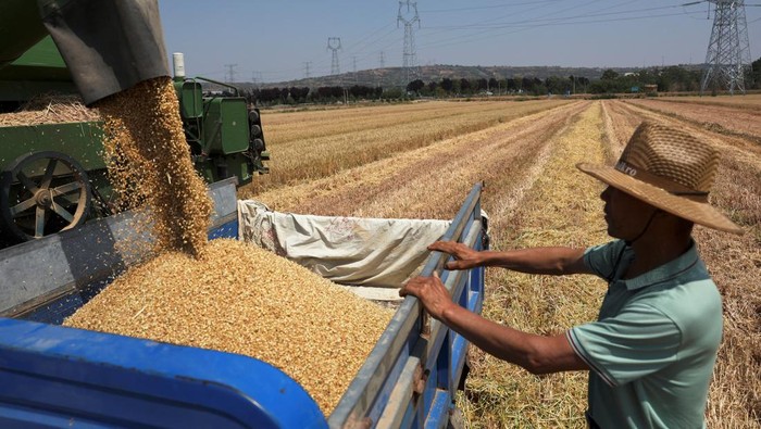 Kekeringan melanda Shaanxi, Tiongkok, tak menyurutkan proses panen gandum.
Petani tetap bekerja demi menjaga pasokan pangan nasional.